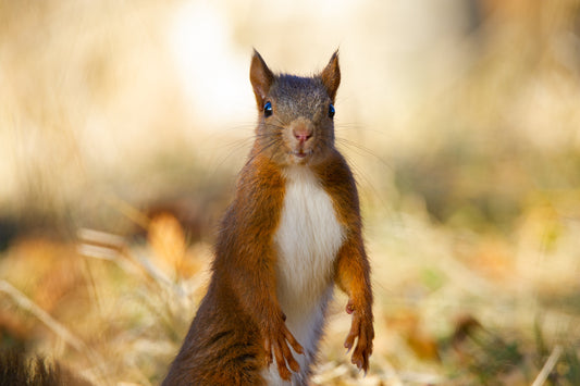 Was fressen Eichhörnchen?